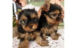 Nice and Healthy yorkiePuppies Available