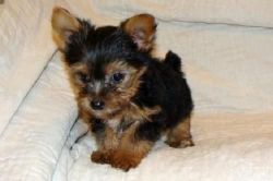 Young And Tiny Tea Cup Yorkie Puppies For Sale