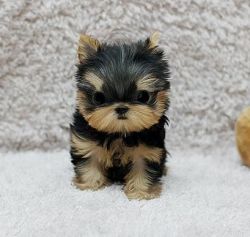 Teacup male and female Yorkshire Terrier Puppies