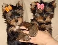 Gorgeous Yorkshire Terrier Pupps