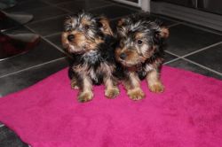 Yorkie puppies free to good homes