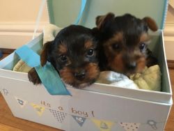 Adorable Yorkie puppy for sale