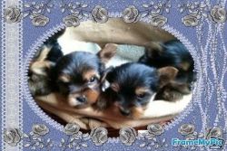 Top quality Yorkshire terrier pups