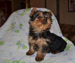 Captivating Yorkshire Terrier puppies for sale