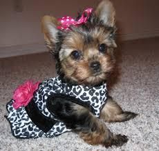 Akc Charming Male And Female Teacup Yorkie Puppies