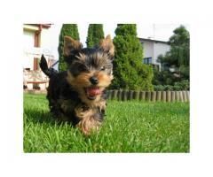 Darling male and female Teacup Yorkie puppies