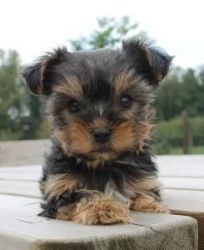 Teacup Yorkie Pups available