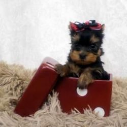 Yorkies Puppies available