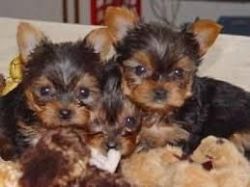 Yorkshire terrier Puppies for adoption
