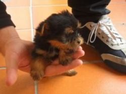 !!!x-mas Tea Cup Yorkie Puppies Available