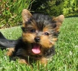 Lovely Yorkie Pups $