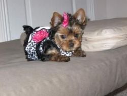 Charming T-cup Yorkie Puppies Available
