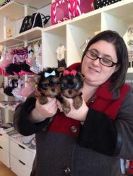Charming Teacup Yorkie puppies for adoption