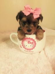 Akc Yorkshire Terrier Puppy For Good Home