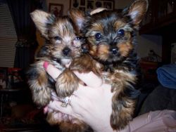 Akc registered Yorshire terrier Puppies