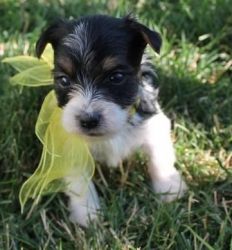 Black and tan Yorkshire Terrier puppies
