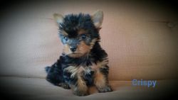 Adorable male yorkie pup