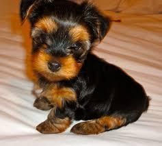 Akc Home Trained Yorkshire Terrier Puppies