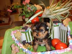 Akc Yorkshire Terrier Puppies
