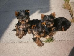 AKC Yorkie Puppies Available