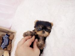 Akc Yorkie Puppies For Sale