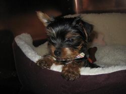 Yorkie shire terrier puppies