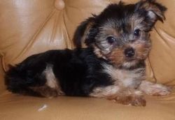 Adorable akc Yorkshire Terrier puppies