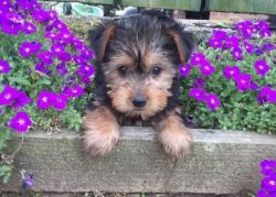 Gorgeous Tiny Yorkshire Terrier