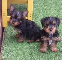 Lovely Yorkshire Terrier Puppies