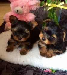 4 Miniature Yorkshire Terriers For Sale