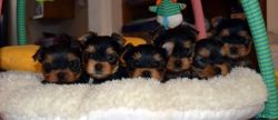 Yorkie Puppies Males & Females - 300.00 Us$