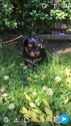 Cute and loving yorkie puppies for adoption