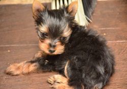 Registered Yorkshire Puppies For Re-homing - $400