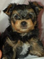 pure breed male/female teacup yorkie pups
