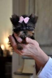 both male and female Teacup Yorkie