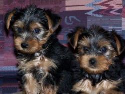 yorkie puppies available now