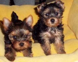 Tiny Teacup Yorkie Puppies