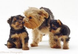 One & Only Playful Yorkshire Terrier Puppies