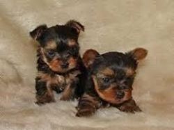 cute M/F yorkie puppies