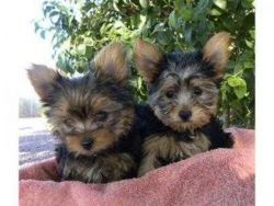 Yorkie Puppies For Rehoming ( Boy & Girl)