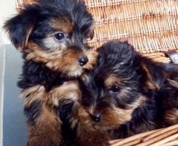 adorable Yorkshire Terrier puppies