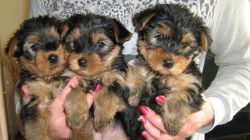 Healthy Yorkie puppies