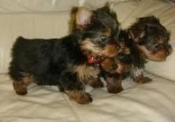 Cute And Adorable Yorkie Puppies For Adoption