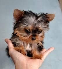Male and female Yorkie Puppies