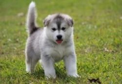 Gray & White Alaskan Malamute Puppy Available