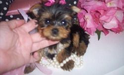 Tea Cup Yorkshire Terrier Puppies Available
