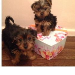 Yorkshire Terrier Puppies - Small - Ready Now!!!