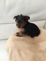 Yorkshire Terrier Puppies for sale