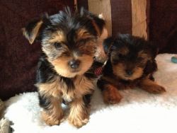 Four & Only Playful Yorkshire Terrier Puppies