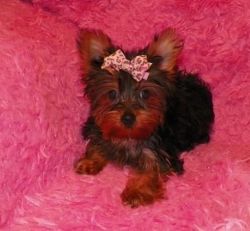 Reduced Fully Vaccinated Yorkie puppies
